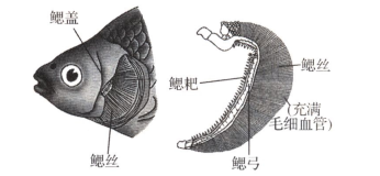 探索海洋生物奥秘，鱼结构解析下载版