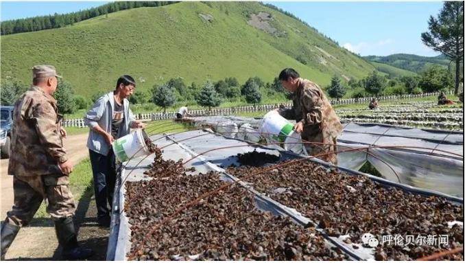 移山林场领导团队引领绿色变革新篇章