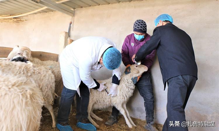 嘎达苏种畜场最新新闻动态报道