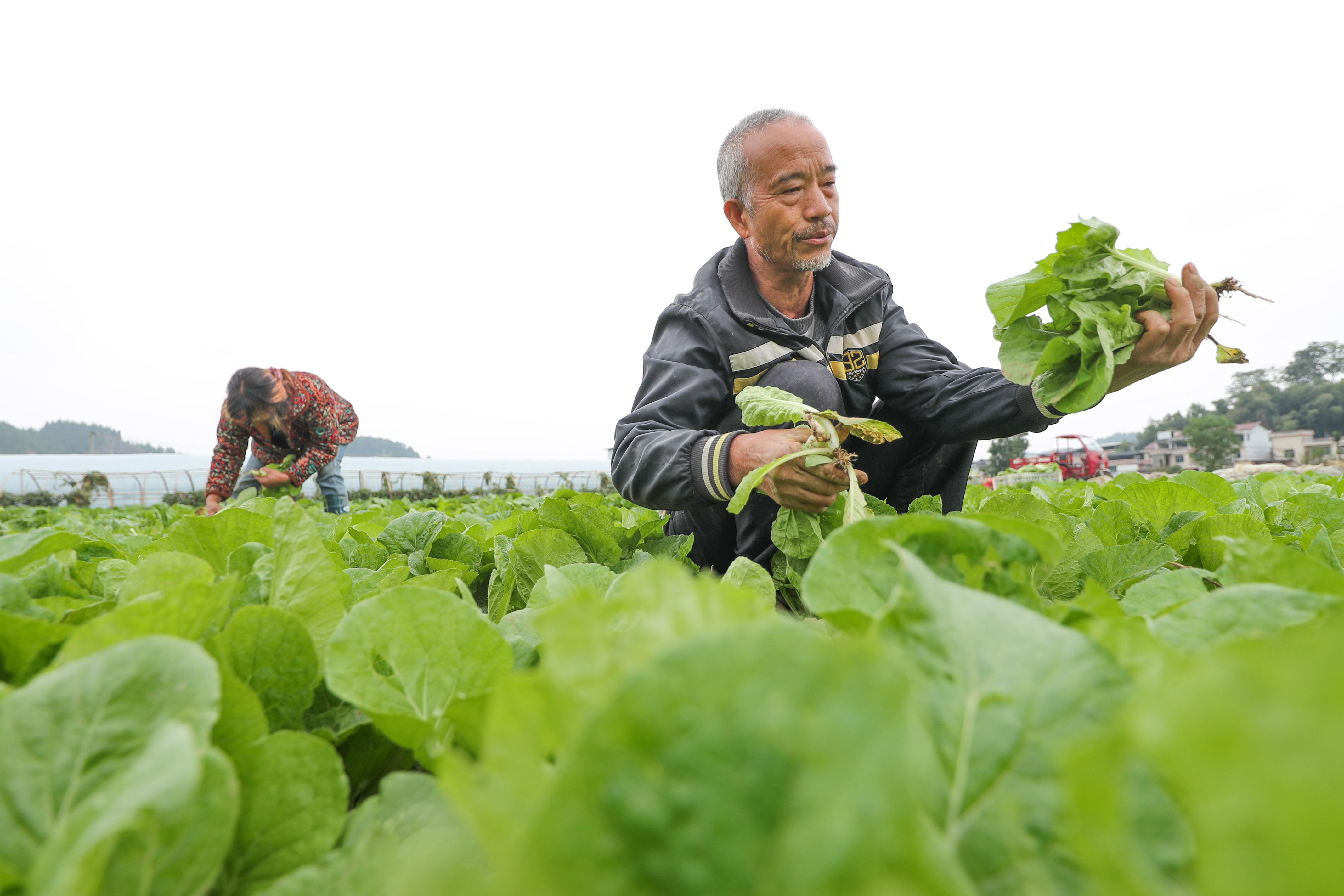 洞坪乡最新新闻报道速递