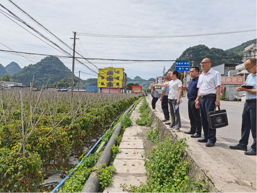 叠彩区农业农村局推动农业现代化，助力乡村振兴新动态